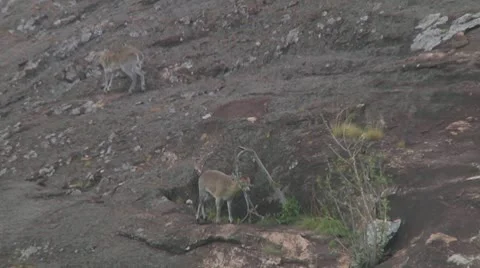 Klipspringer Stock Footage 10758634