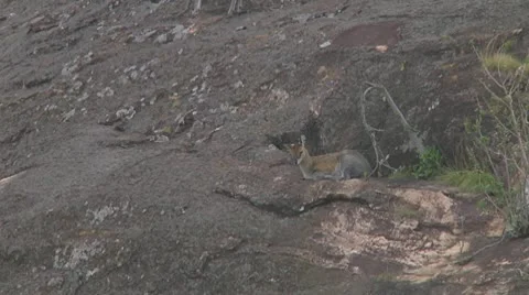 Klipspringer Stock Footage 10758640