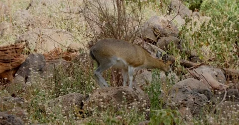 Klipspringer Stock Footage 60381207