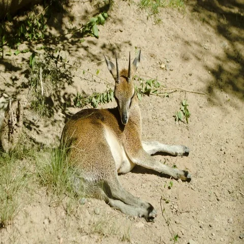 Klipspringer Laying Down Stock Footage 69546536