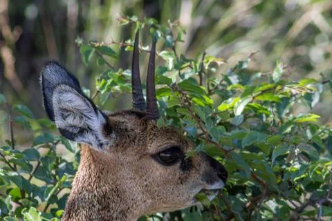 Klipspringer (Oreotragus oreotragus) Stock Photos