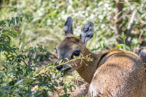 Klipspringer (Oreotragus oreotragus) Stock Photos