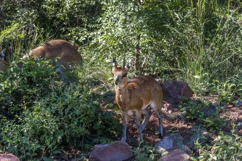 Klipspringer (Oreotragus oreotragus) Stock Photos