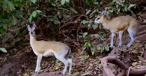 Klipspringer Pair Stock Footage 60381352