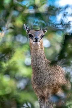 Klipspringer peering through trees Stock Photos