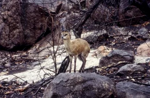 Klipspringer Stock Photos