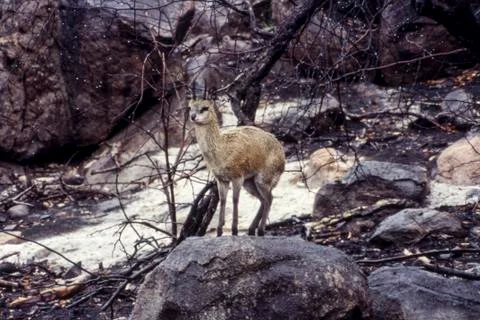 Klipspringer Stock Photos