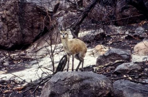 Klipspringer Stock Photos