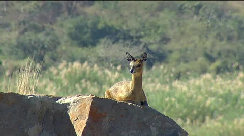 Klipspringer on rock resting Stock Footage 57095224