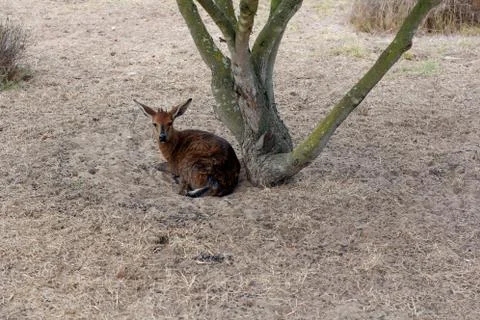 Klipspringer sitting under a tree Stock Photos