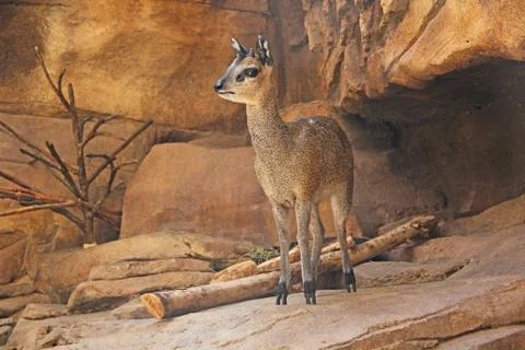 Klipspringer Standing on a Cliff Stock Photos