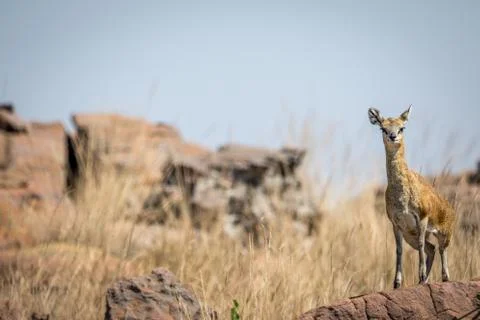Klipspringer standing on a rock. Stock Photos