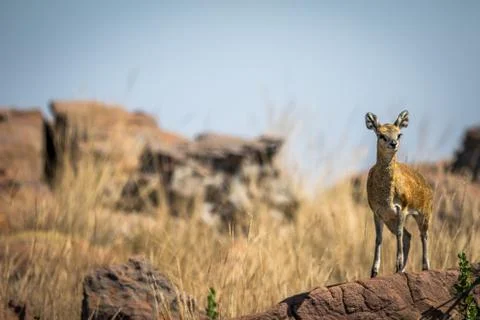 Klipspringer standing on a rock. Stock Photos