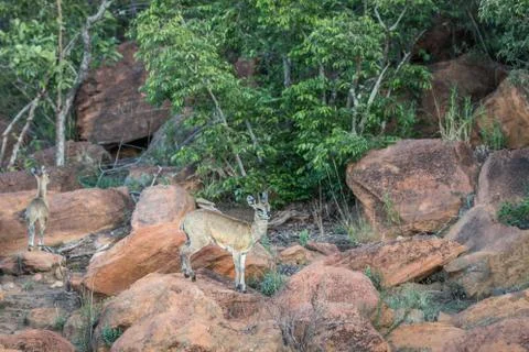 Klipspringer standing on a rock. Stock Photos