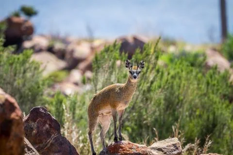Klipspringer standing on rocks. Foto stock