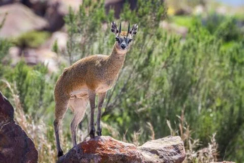 Klipspringer standing on rocks. Foto stock