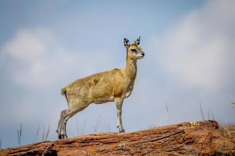 Klipspringer standing on rocks. Stock Photos