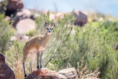A Klipspringer on top of a rock. Stock Photos