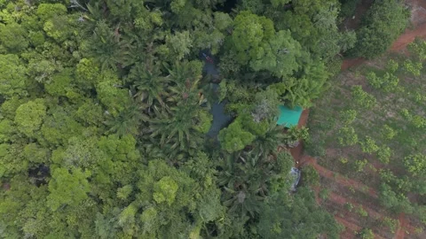 Klong root Drone 2 Stock Footage 282021408