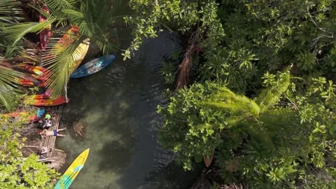 Klong root Drone 4 Stock Footage 282022963