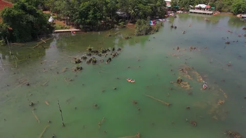 Klong root Drone 5 Stock Footage 282025126