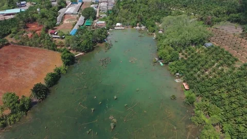 Klong root Drone 6 Stock Footage 282023597