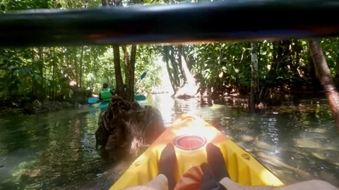 Klong root Go pro 2 Stock Footage 282339652