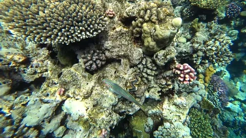 Klunzinger's wrasse swims through the frame on a background of corals. Stock Footage 88657443