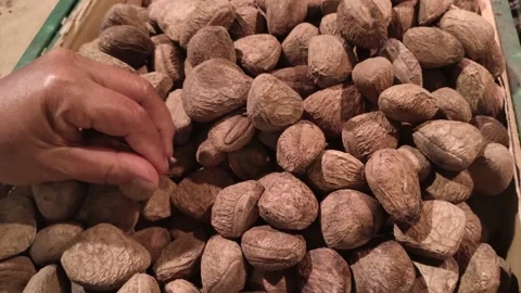 Kluwek kluak Video stock 149860998