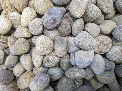 Kluwek is the main ingredient in making a typical East Javanese food Stock Photos