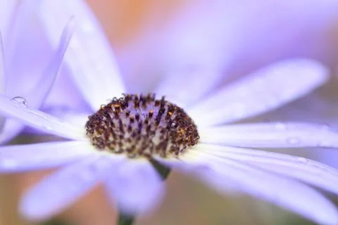 Knappe Schärfe Stock Photos