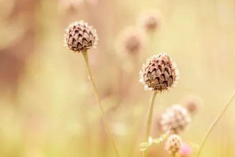 Knapweed - bracts Фото