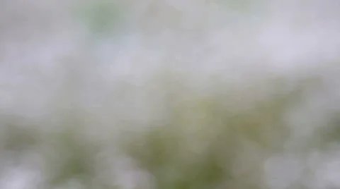 Knapweed flower defocused Stock Footage 53455872
