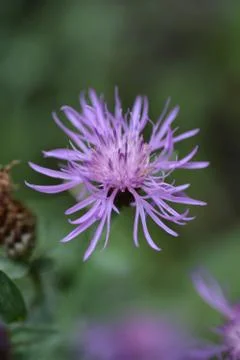 Knapweed Stock Photos