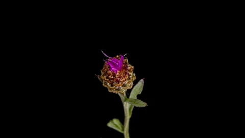 Knapweeds flower opening time lapse 動画素材 337352298