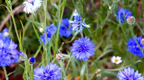 Knapweeds on the flowerbed  background Stock Footage 42142364