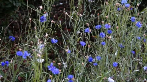 Knapweeds on the flowerbed  background Stock Footage 42142371