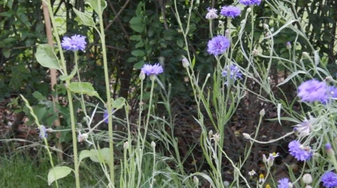 Knapweeds on the flowerbed  background Stock Footage 42184676
