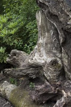 Knarled old tree trunk Stock Photos