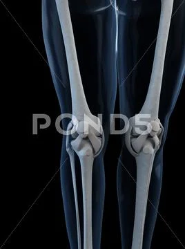 Knee anatomy, artwork Stock Illustration