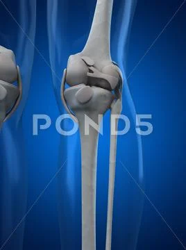 Knee anatomy, artwork Stock Illustration