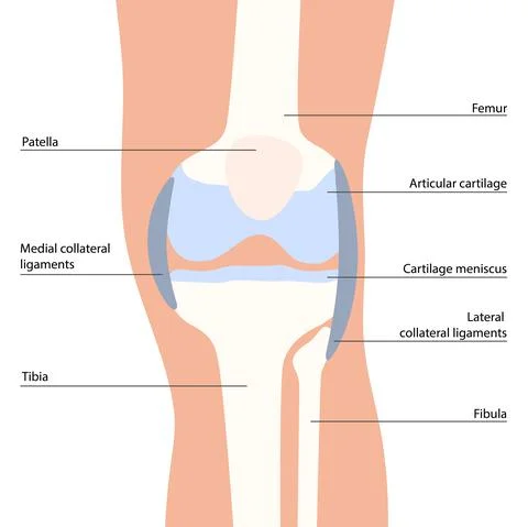 Knee bone anatomy Illustrazione stock