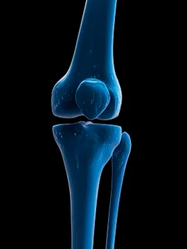 Knee bones, artwork Stock Illustration