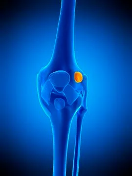 Knee bursa, illustration Stock Illustration