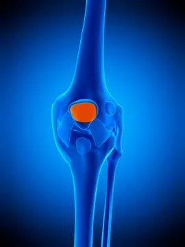 Knee bursa, illustration Stock Illustration