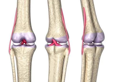 Knee joint anatomy, 3D model Stock Illustration