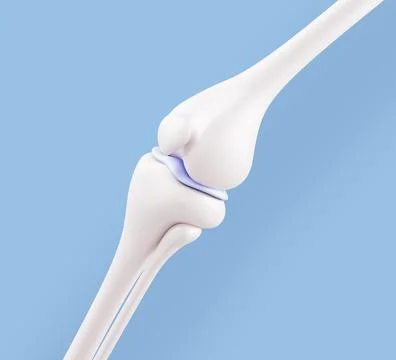 Knee joint anatomy 3D model, leg bones - femur, patella, tibia, fibula, meniscus Stock Illustration