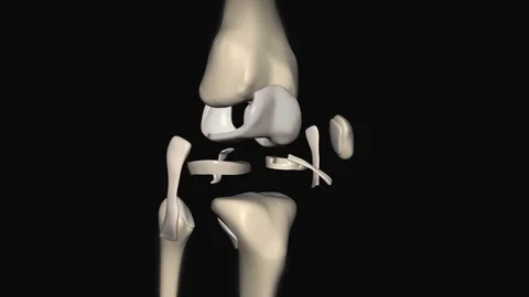 Knee Joint Anatomy 스톡 동영상 125491544