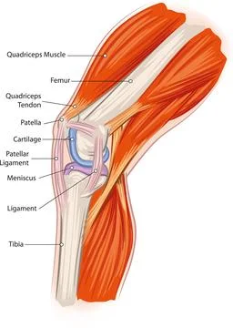 Knee joint anatomy Stock Illustration