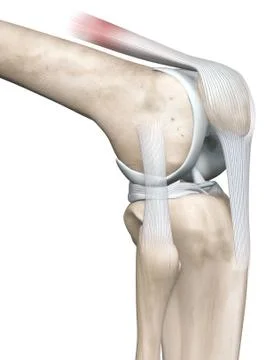 Knee joint anatomy, side view, medically 3D illustration Stock Illustration